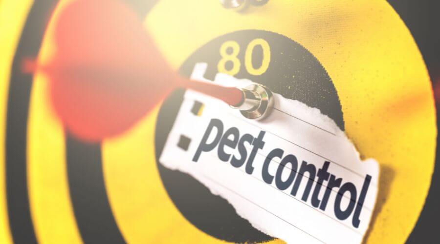 Professional queen creek termite control  treatment services in Queen Creek - TermiTech Solutions